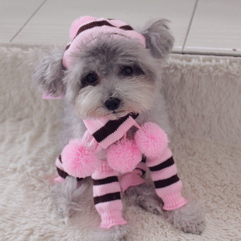 Set invernale per cani lavorat - Winter Clothing Leg Warmers recensione e prezzo