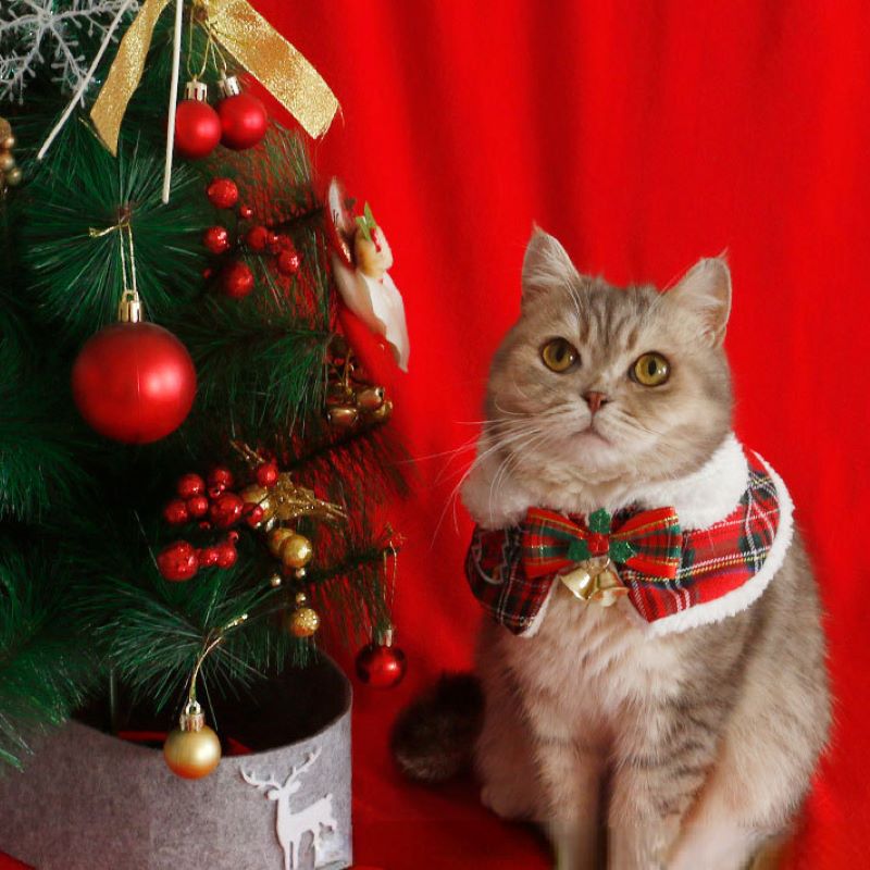 Mantello natalizio per gatti P - Winter Clothing For Dogs recensione e prezzo